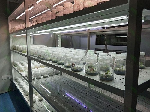 衡山植物组织培养实验室设计建设方案